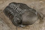 Detailed Reedops Trilobite - Atchana, Morocco #204159-5